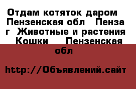 Отдам котяток даром - Пензенская обл., Пенза г. Животные и растения » Кошки   . Пензенская обл.